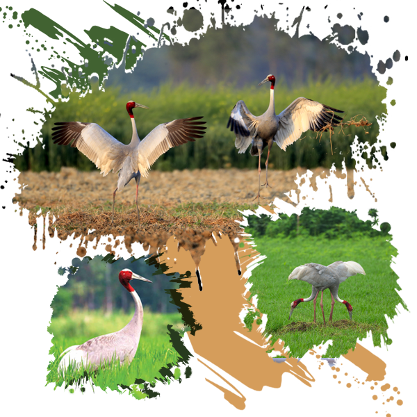 Saman Wildlife Sanctuary