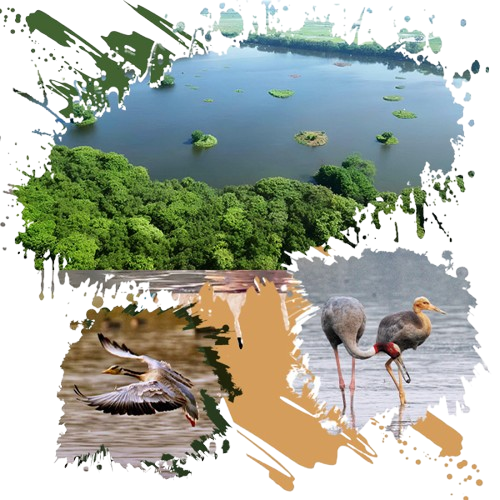 शेखा झील &ndash; उत्तर प्रदेश का 12वाँ रामसर स्थल